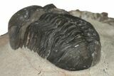 Austerops Trilobite - Jorf, Morocco #204304-3